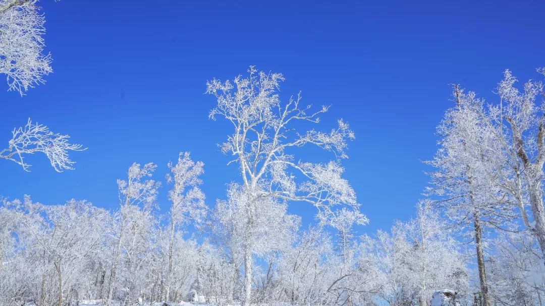 快来看看东北的雪有多厚