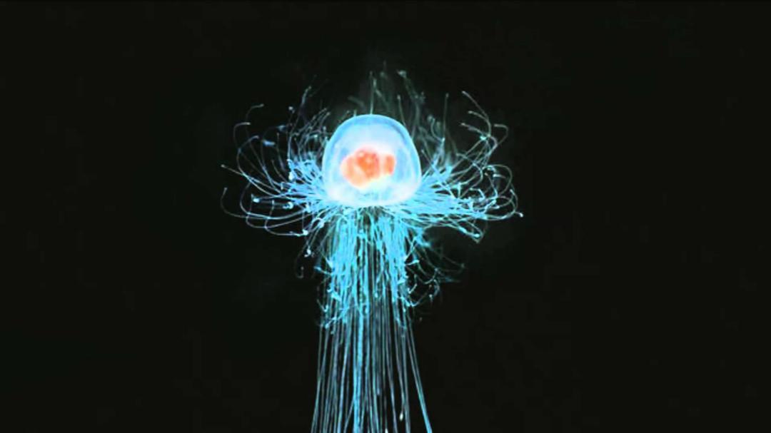 死的存在,科学家有望发现癌症治疗新方法|永生|水母|科学家_新浪新闻