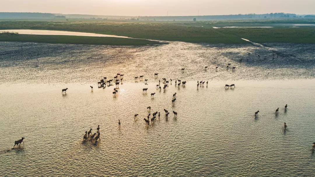石首天鹅洲白鳍豚自然保护区自1日起全年禁渔