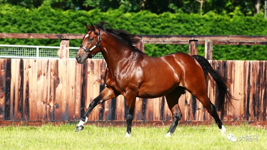 黄金出赛年龄:欧洲三岁子嗣成绩最牛的20匹种公马大比拼
