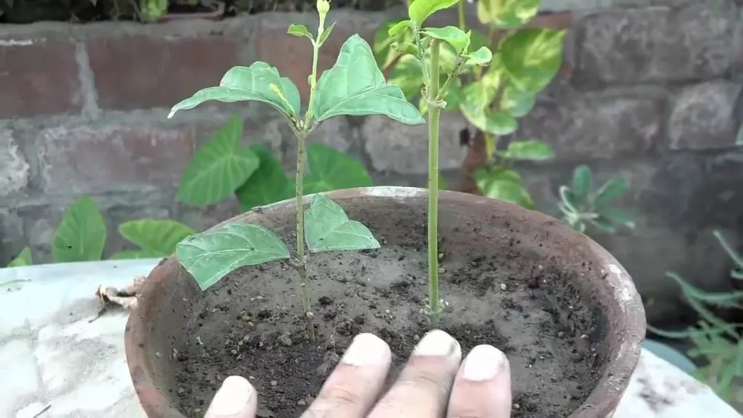 茉莉花种植方法(茉莉花盆栽的养殖方法和注意事项)