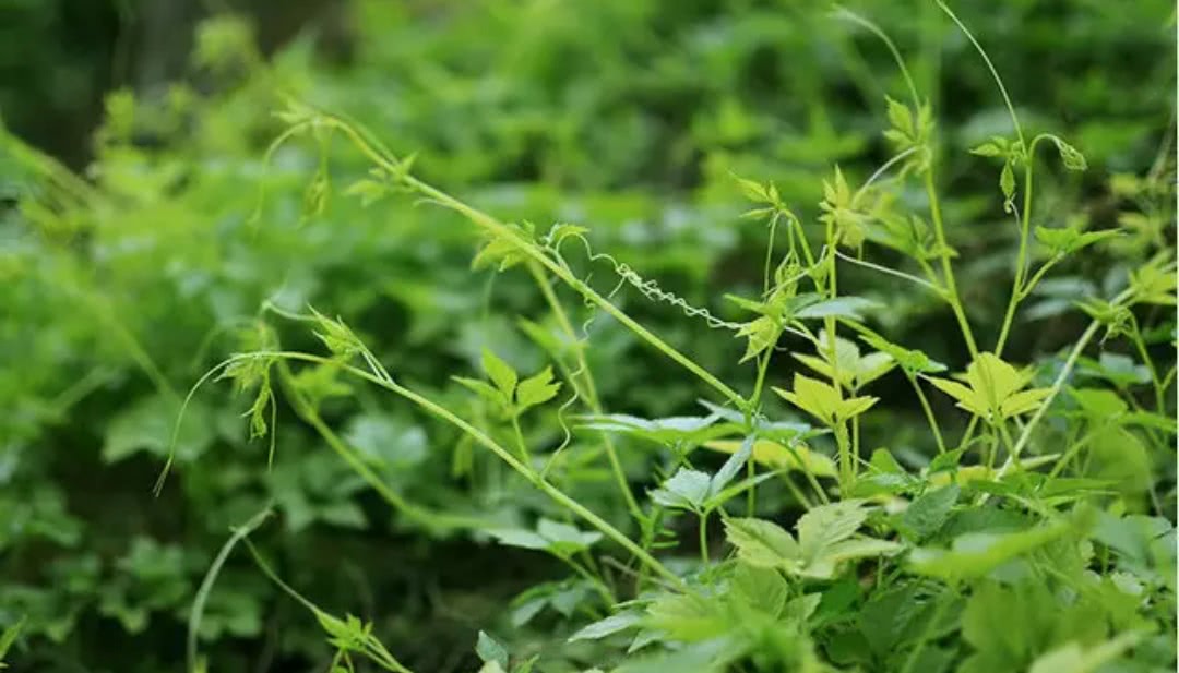 农村这种野草泡水喝,连吃3个月告别"降压药"