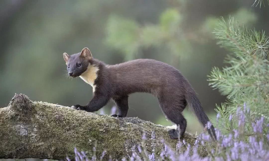 松貂会变色的戴口水兜的貂