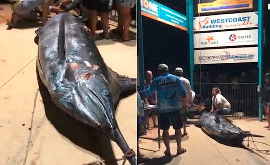 新年第一天渔民捕到一条988斤的蓝枪鱼,创澳洲大鱼记录_新浪看点