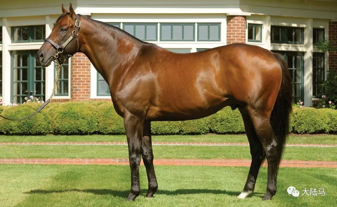 这匹马的周岁子嗣均价642万《2017欧洲种公马周岁子嗣均价排名》