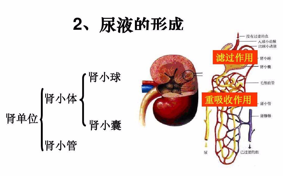 肾虚|肾小管|尿量_新浪新闻
