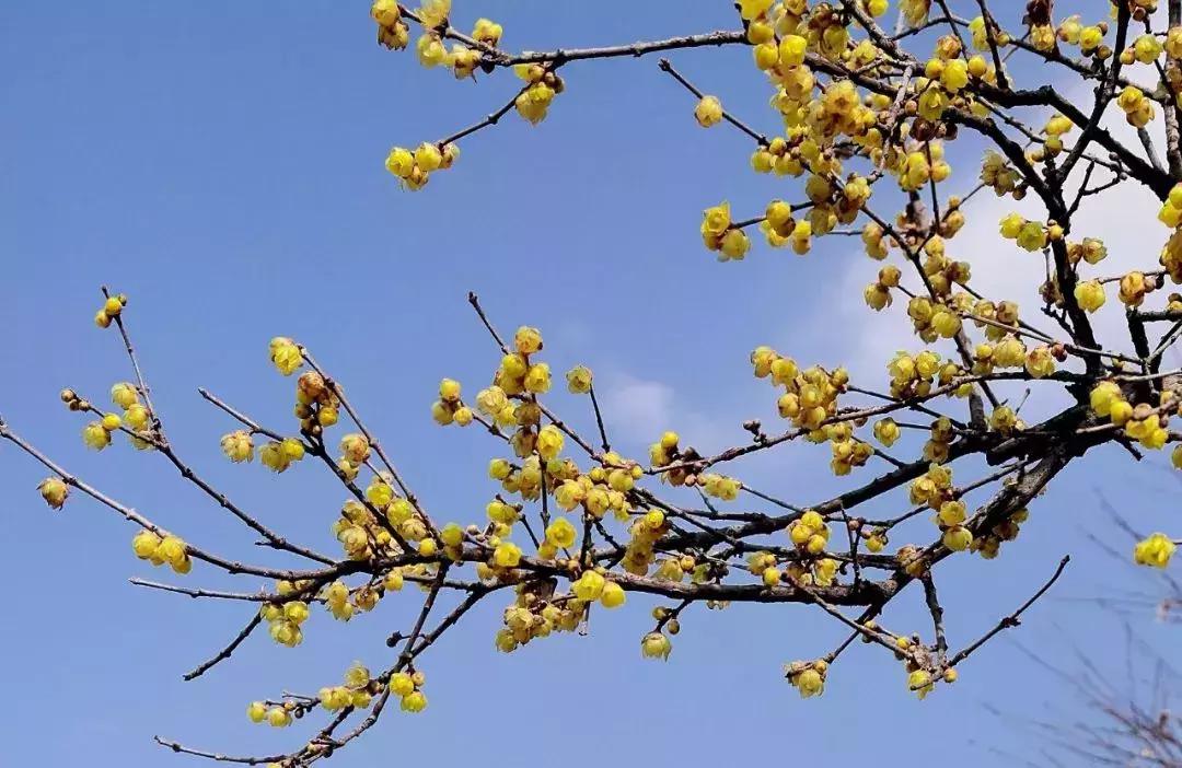 贵阳2018赏花宝典来了, 四季最佳赏花地, 一个不落!