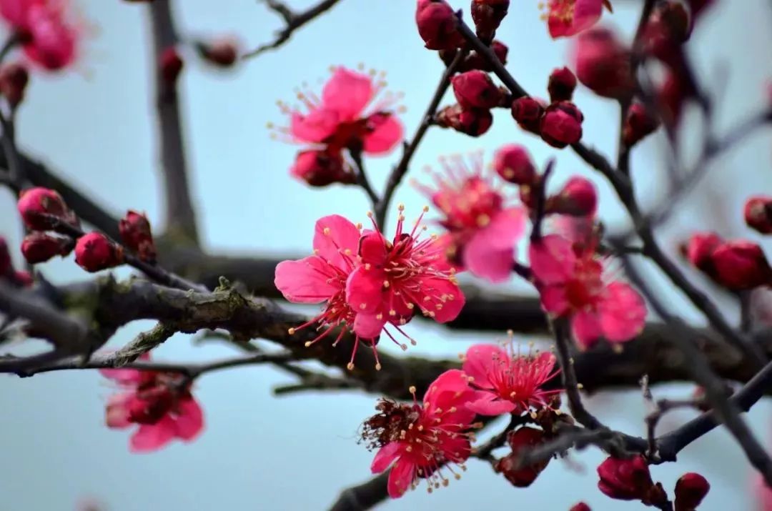 又是一年春来到,花开时节,今天就从梅花开始我们的春天