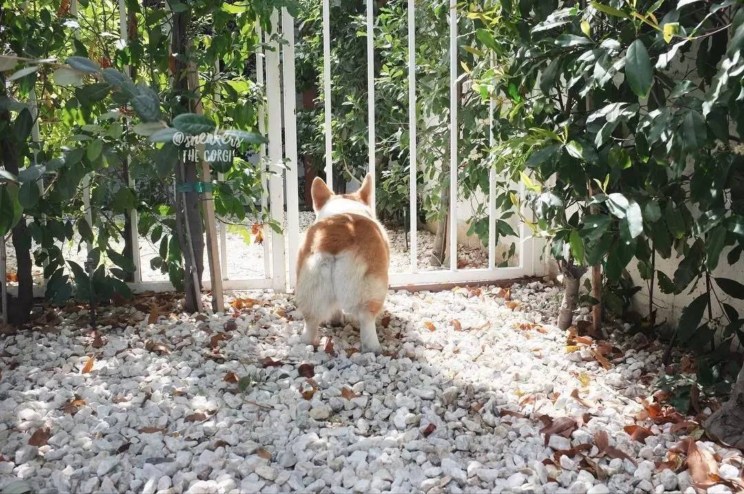 柯基屁股有三宝