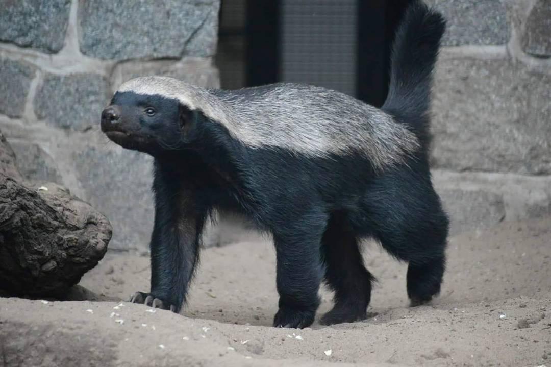 平头哥是种什么动物? 它有没有天敌?_新浪新闻