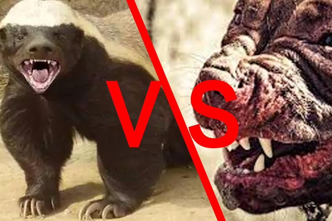 社会平头哥蜜獾和比特犬单挑,到底谁更厉害?答案你万万想不到