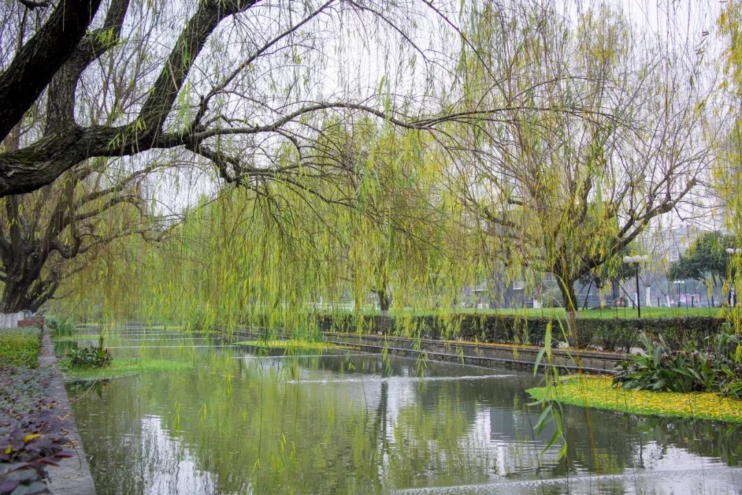 柳树是春天欣赏的?那你可就错了