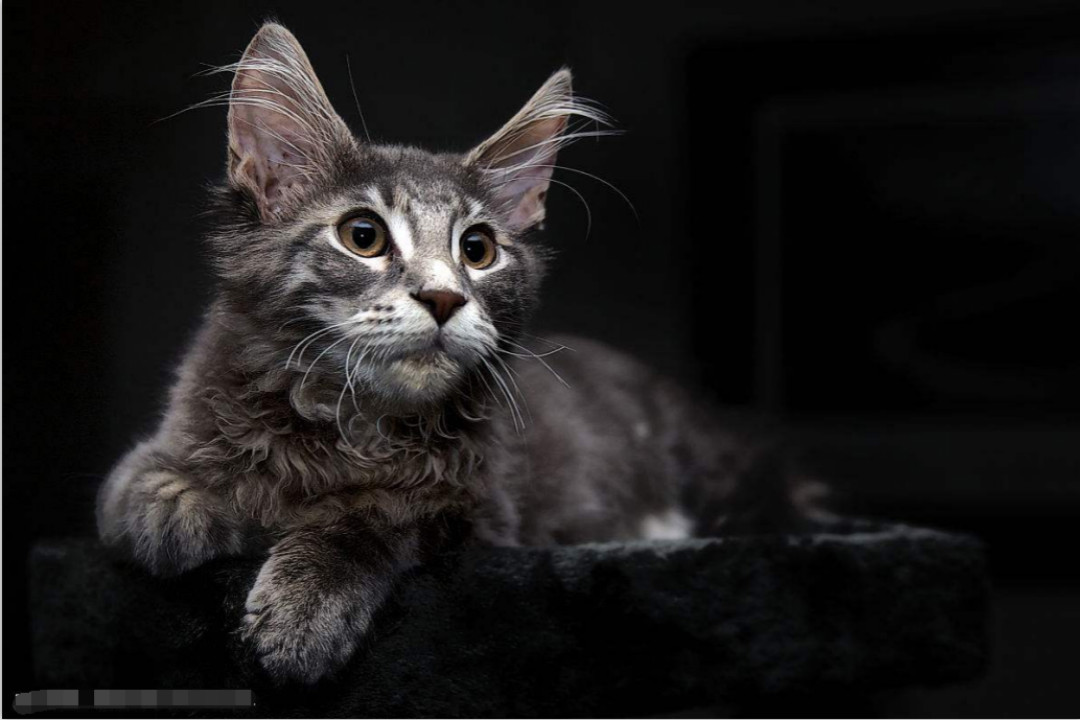缅因猫一种可以花光九条命吃光主人全部家底的存在