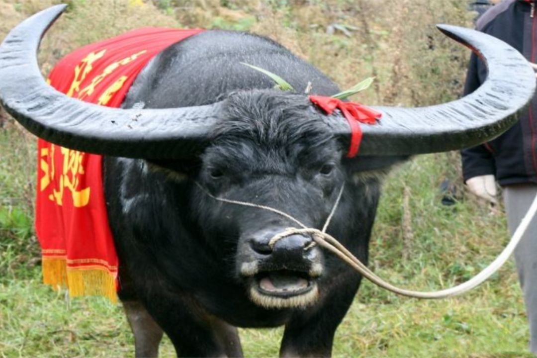贵州最厉害的"牛王",一生获过无数次大奖,死后全村人送葬!