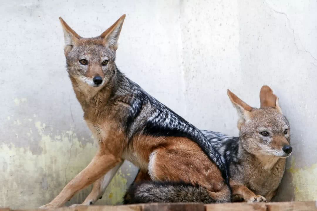 为迎狗年 天津市动物园引"狼"入室 工作人员说