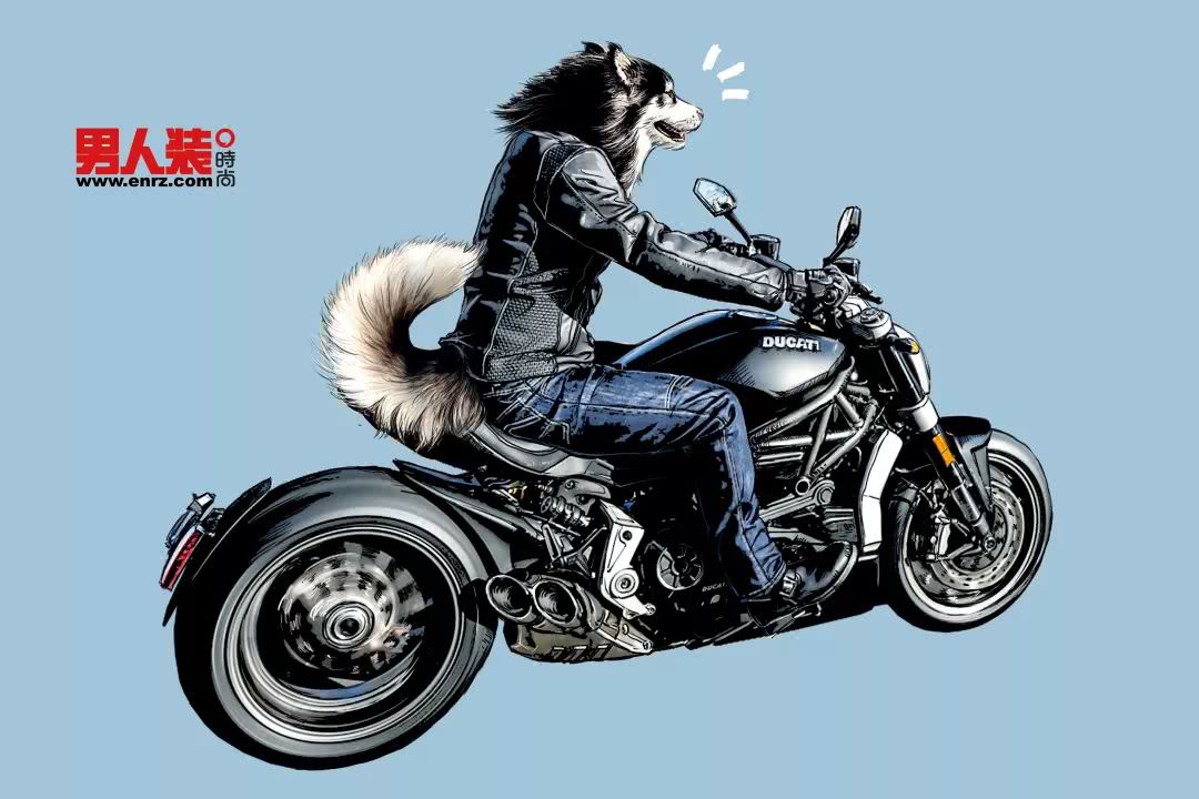 阿拉斯加雪橇犬 × 杜卡迪 x-diavel