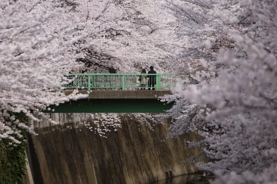 带你去看全世界的樱花!太美了,每一张都能存下来当壁纸
