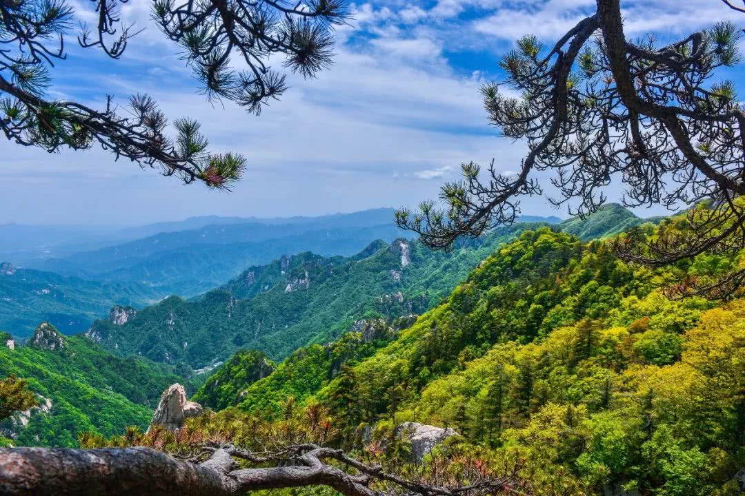 春天的约定,和ta一起来尧山看树!满眼三月喜,举头千山绿