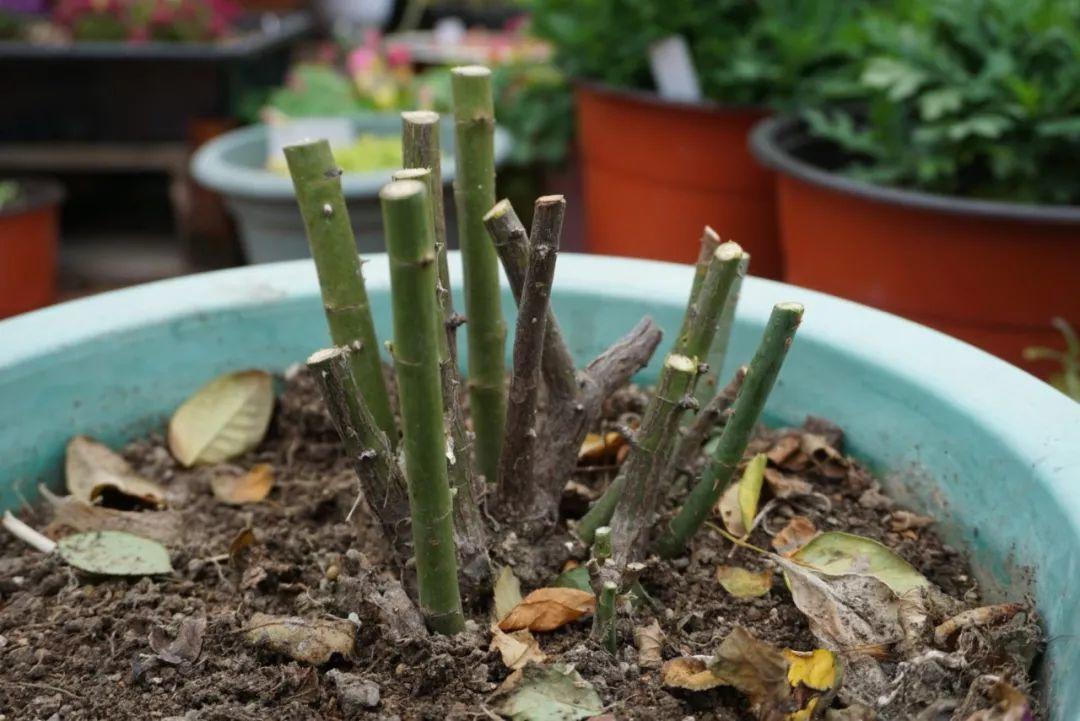 月季冬天这么剪,来年春天才能越开越多,枝条都压弯了!