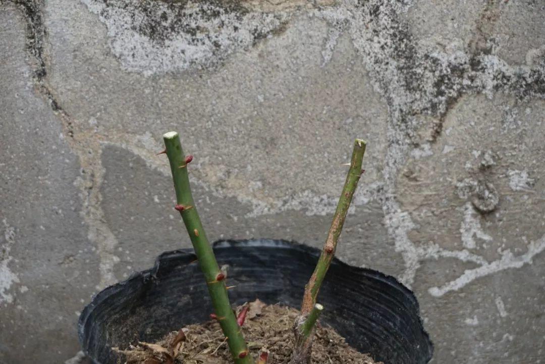 月季冬天这么剪,来年春天才能越开越多,枝条都压弯了!