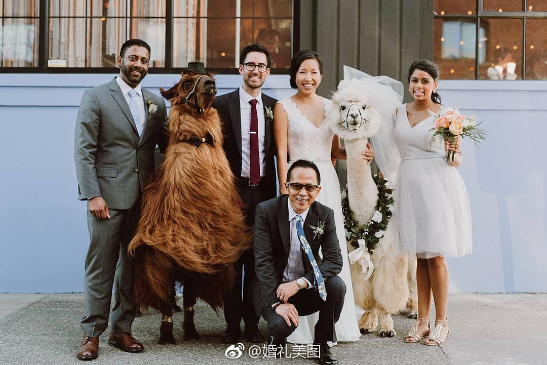 现在流行邀请羊驼来参加婚礼啦