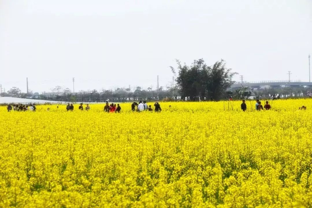 美美美珠海这些免费赏花圣地盛开啦千万不能错过