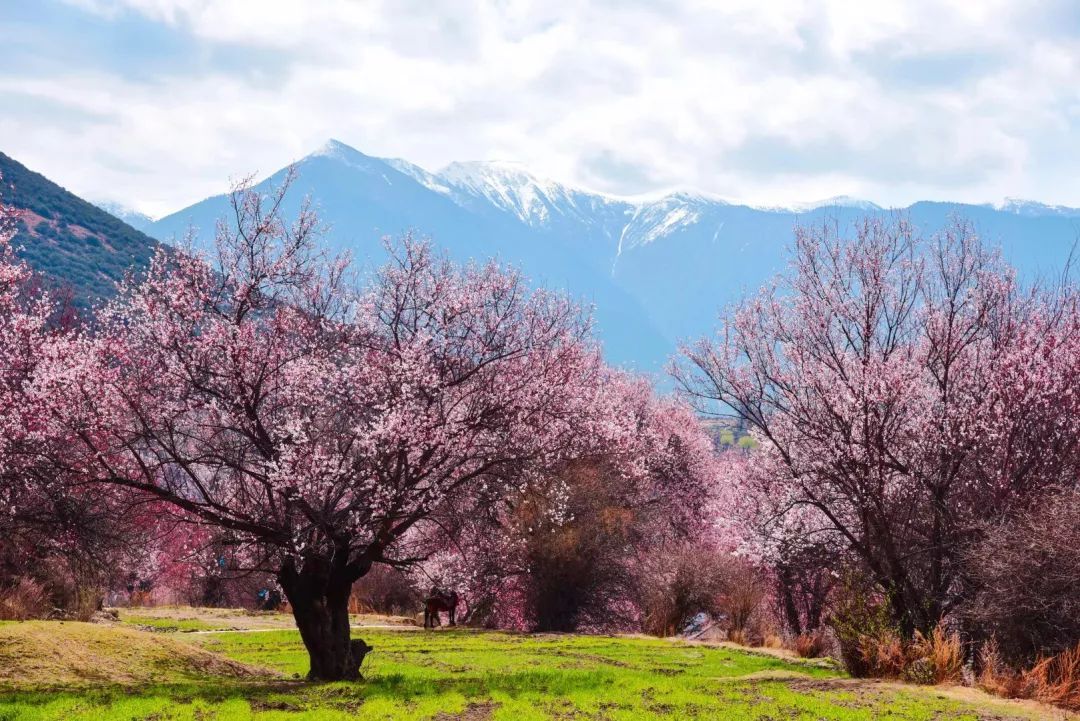 不要再错怪西藏了,林芝最美桃花"劫",逆天改命就看这一次了!