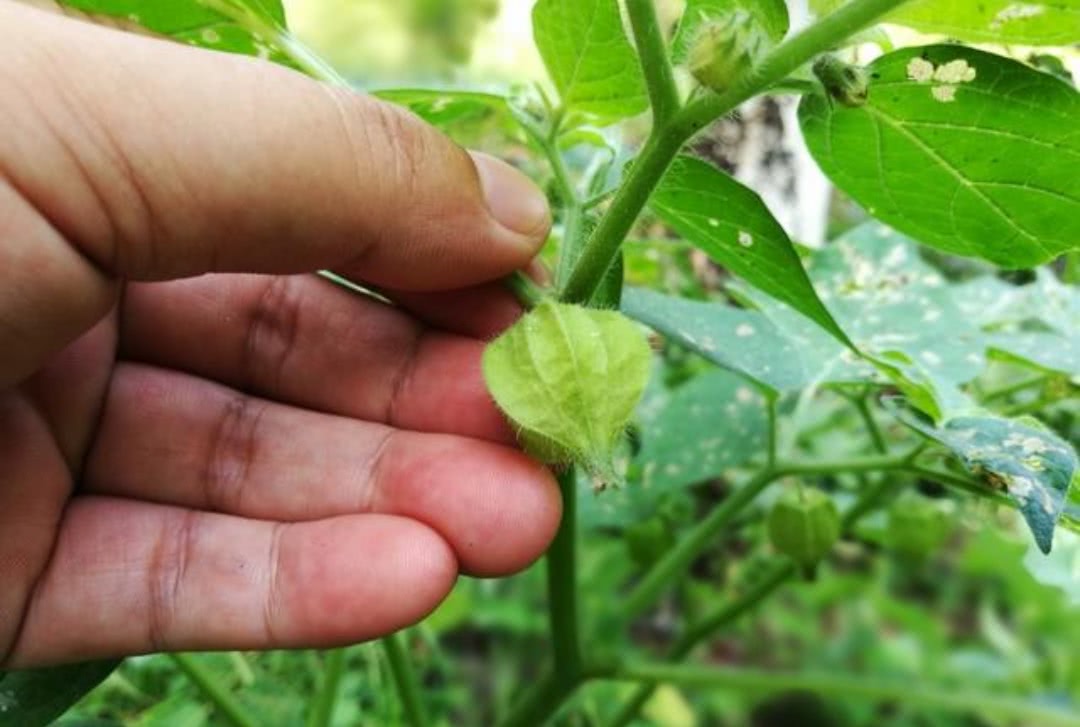 营养价值堪比人参,城里人都没吃过|灯笼草|果实|西红柿_新浪新闻