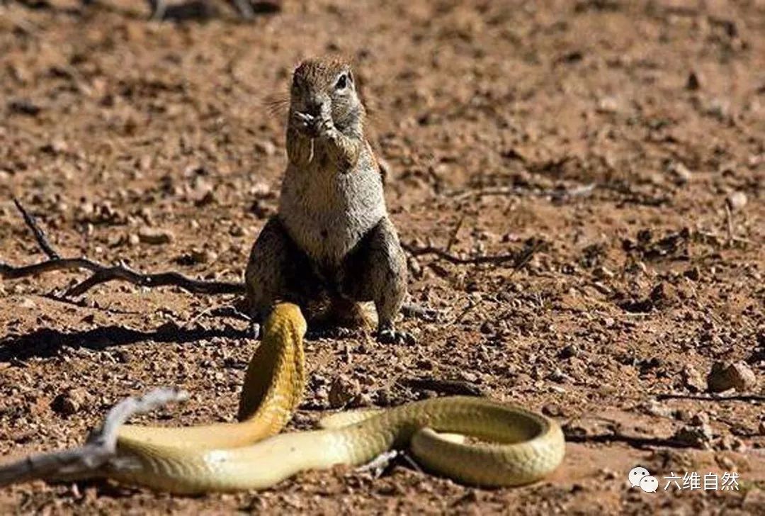 跟蛇的天敌猫鼬走得近,地松鼠都能降服毒蛇了