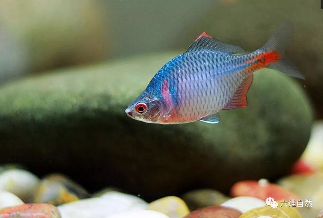 小时候爱理不理的鳑鲏鱼,现在却成观赏和药用