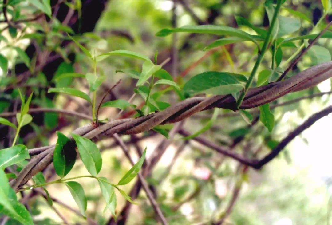 每天最少学一味中药—秦皮