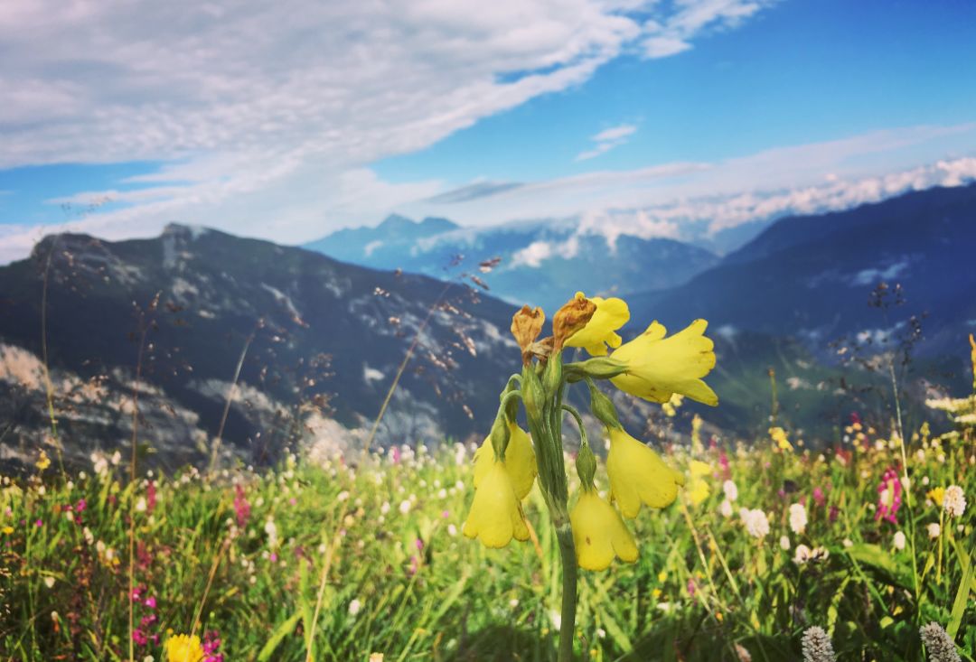 2018年的第一缕春风,四川赏花最强指南