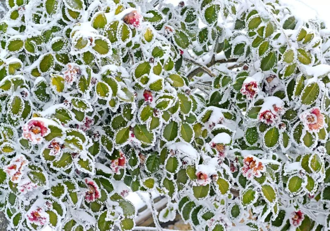 最欢喜下雪时的绿蚁新醅酒,红泥小火炉