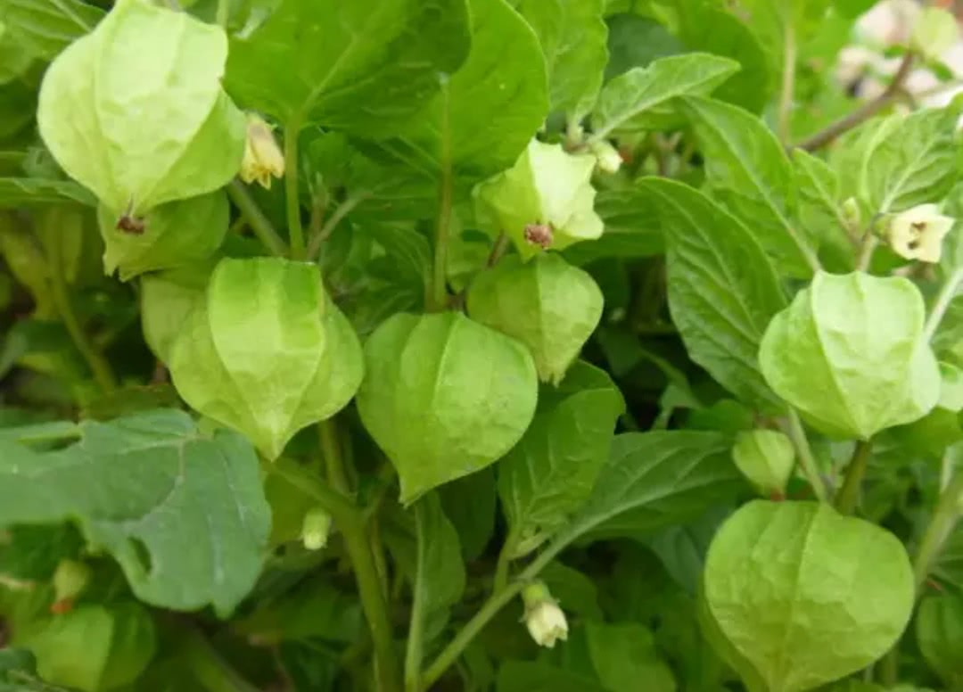 气管疾病,它具有清热,杀虫,止痛消肿的功效,阴干之后的灯笼草用来泡茶