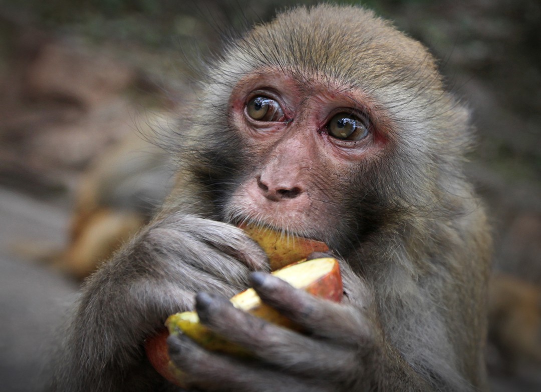 黔灵山上猴子竟然也有"帮派"它们的江湖是怎样的?
