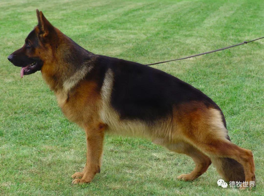 德牧世界_德国牧羊犬名犬赛事