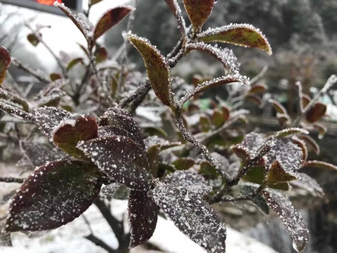 庆元的初雪已下这里的雪景惊艳了时光