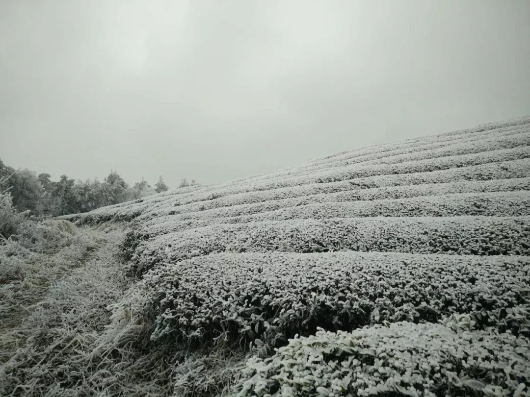 石阡聚凤连山茶场 安国光摄黎平县矮枧茶园 石伟昌摄来源:黔茶