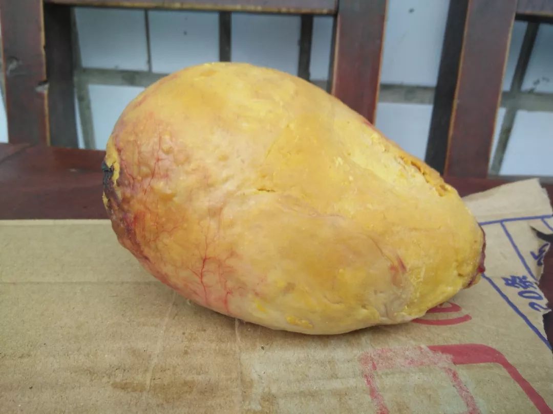 茅台镇一村名杀鸡杀出"天价鸡黄",有一斤多重