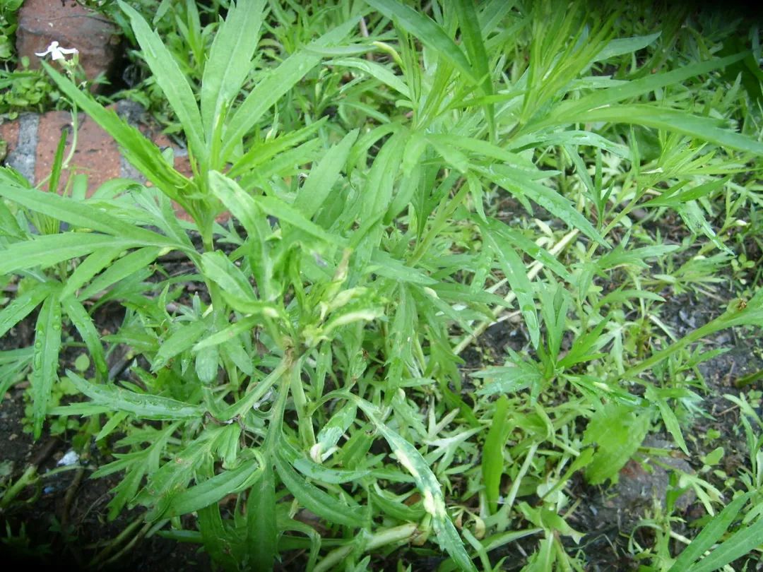 这6种野菜药用价值多春天一定要多吃去火效果比吃药都好