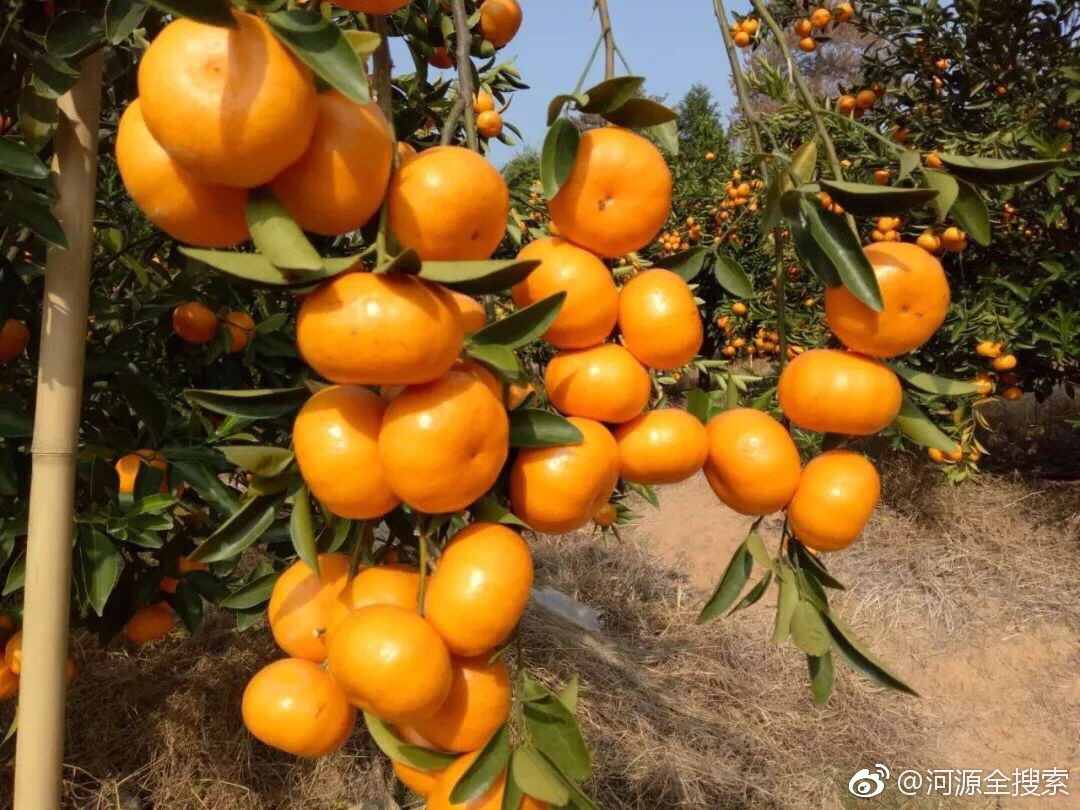河源近100万斤春甜桔,年桔滞销愁坏果农,帮帮他们吧!