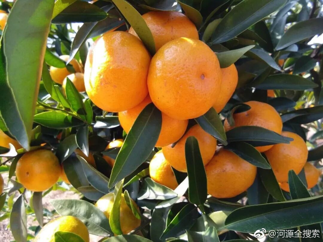 河源近100万斤春甜桔,年桔滞销愁坏果农,帮帮他们吧!