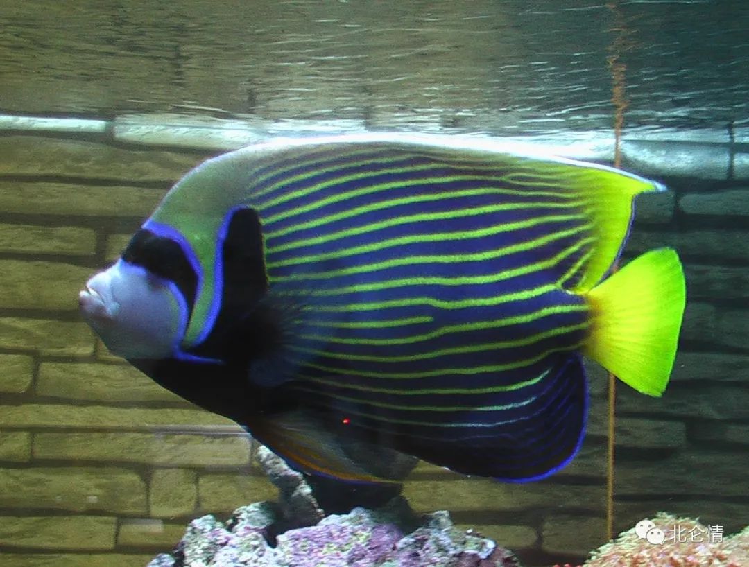 皇后神仙热带观赏鱼中著名品种之一