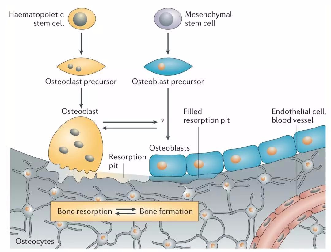 在被"建设"和"破坏",成骨细胞(osteoblast, ob)和破骨细胞(osteoclast