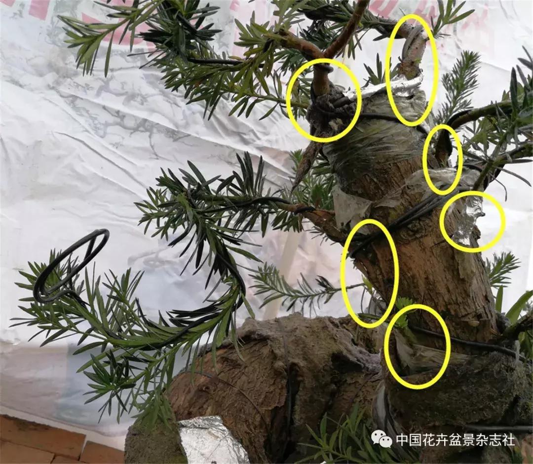 盆景成型是盆景人梦寐以求的目标, 岭南盆景6~8年成型创新技术|罗汉松