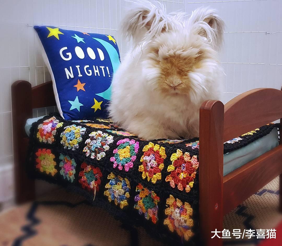 自带忧郁气质的安哥拉兔, 这坨毛线球长的太有特色了