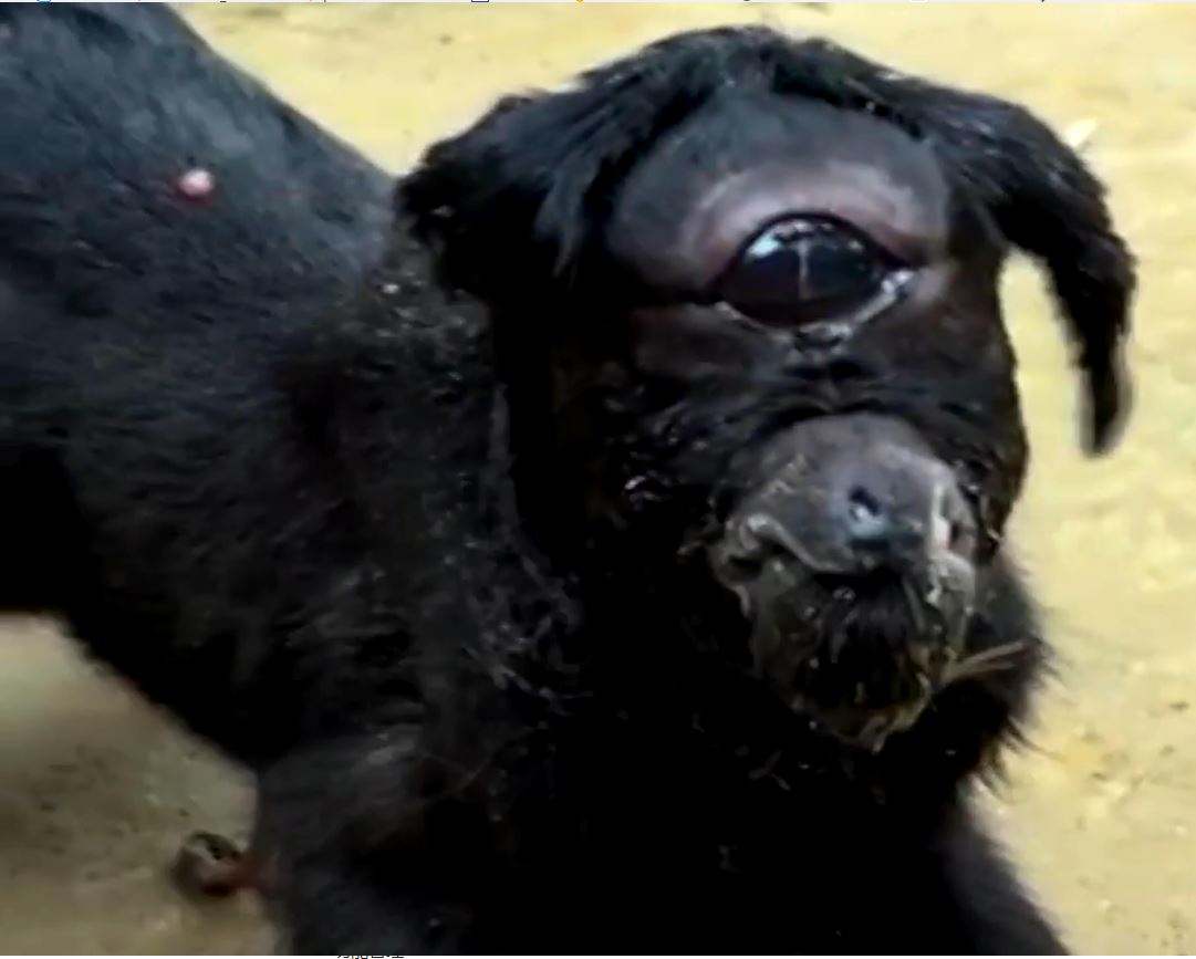 印度独眼山羊脸像外星人一样,只有一只眼睛和一只耳朵的山羊