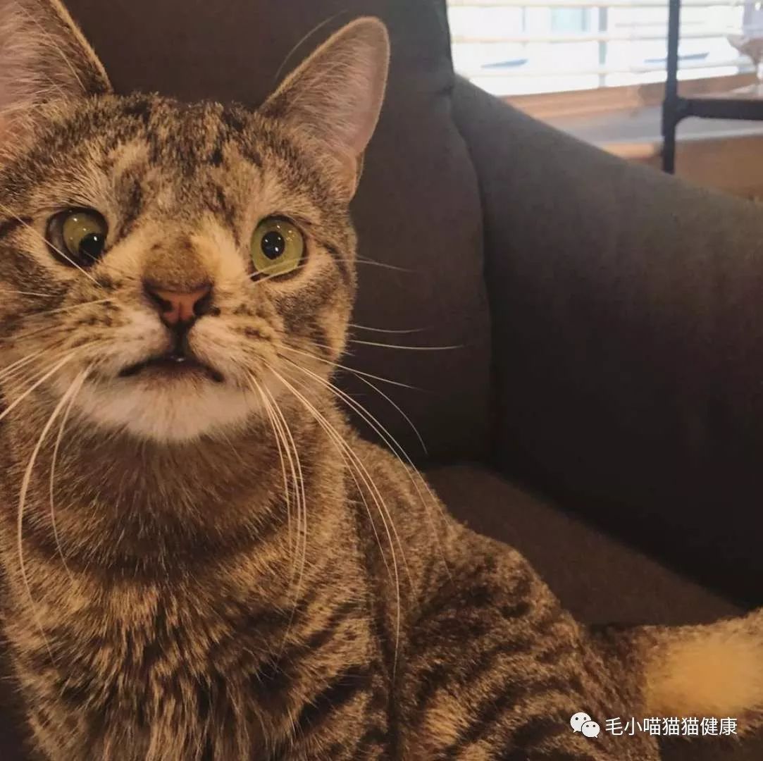 国外一铲屎官领养了一只技能猫时刻自带对对眼