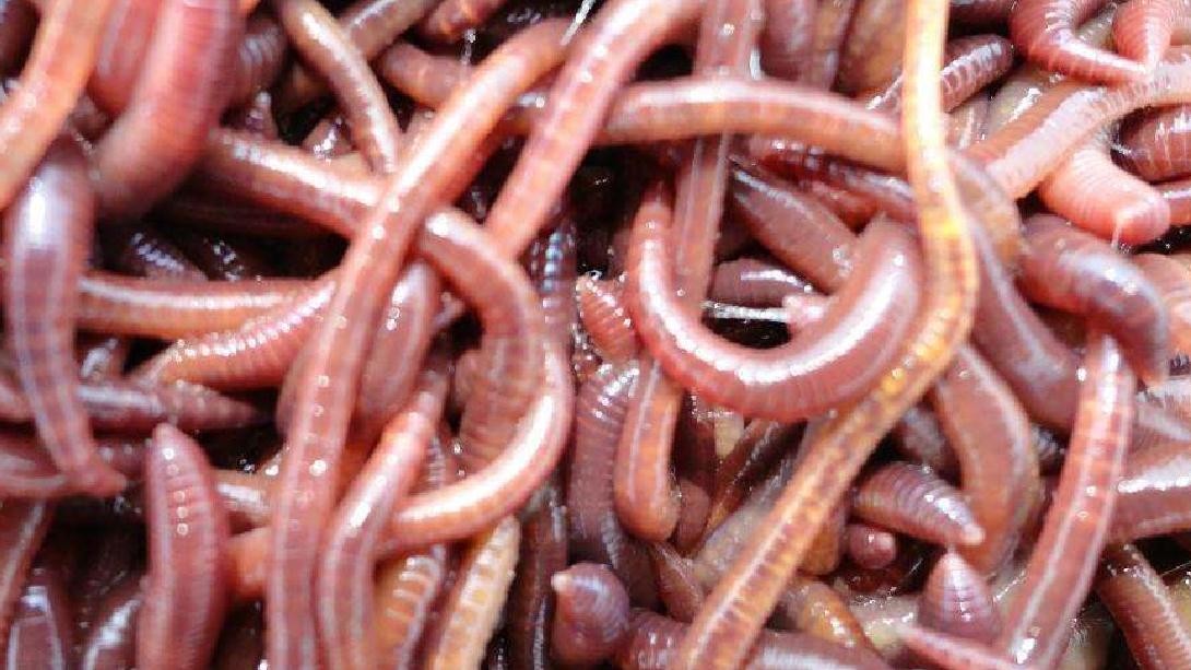 红蚯蚓 新浪(移动端)