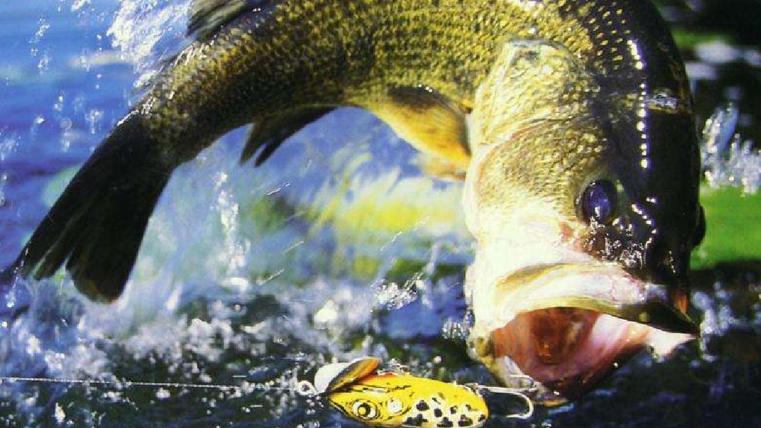 路亚wacky钓法大揭秘,这些实用细节需要钓者掌握